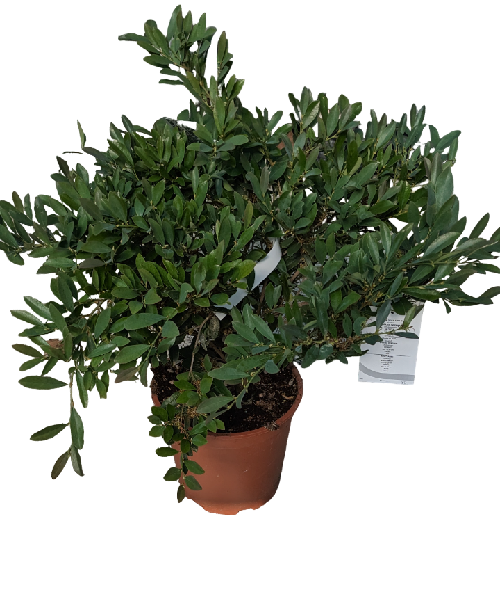 Callistemon