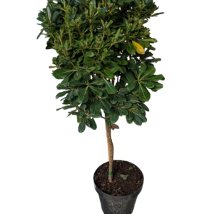 Pittosporo Alberello