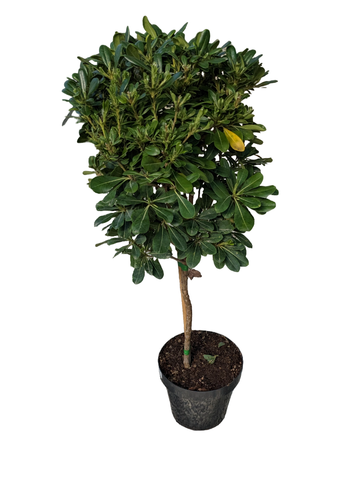 Pittosporo Alberello