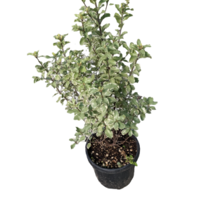 Pittosporo Silver Queen