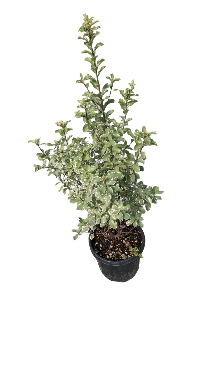 Pittosporo Silver Queen