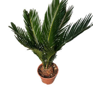 Cycas Revoluta