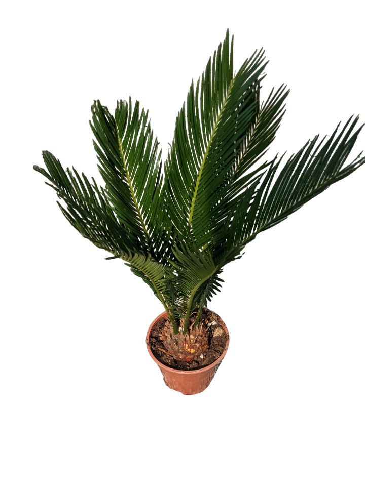 Cycas Revoluta
