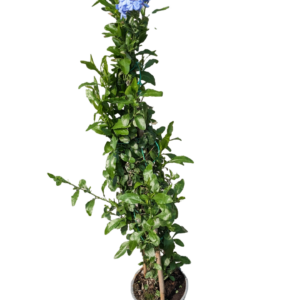 Plumbago