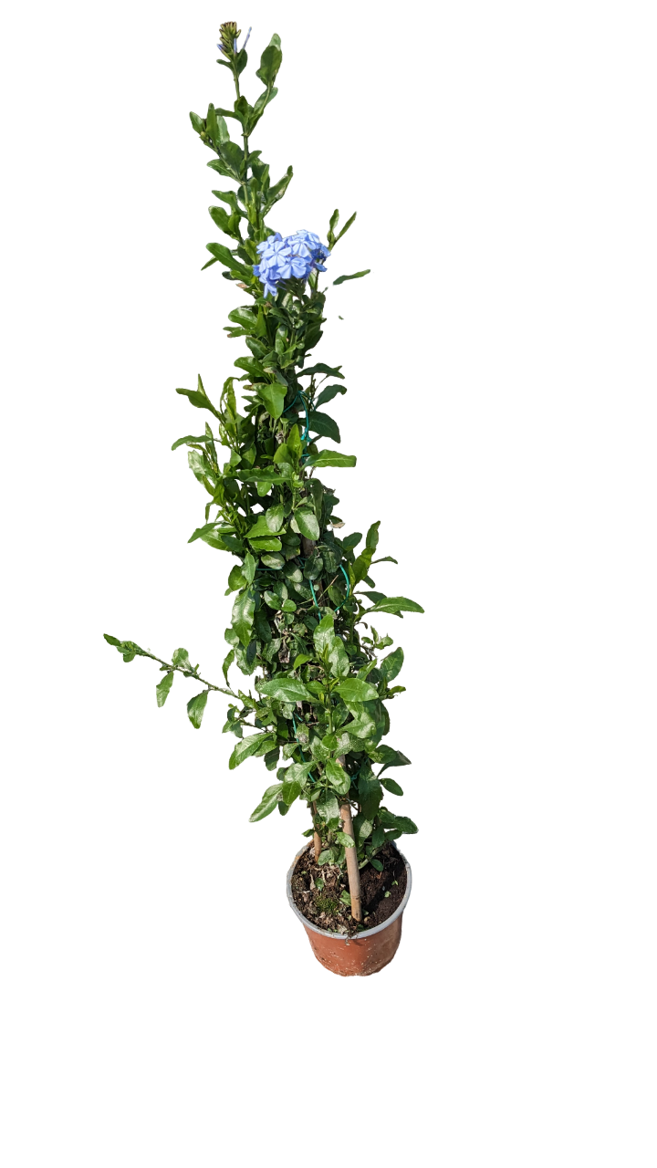 Plumbago