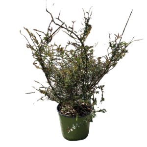 Lonicera Purple