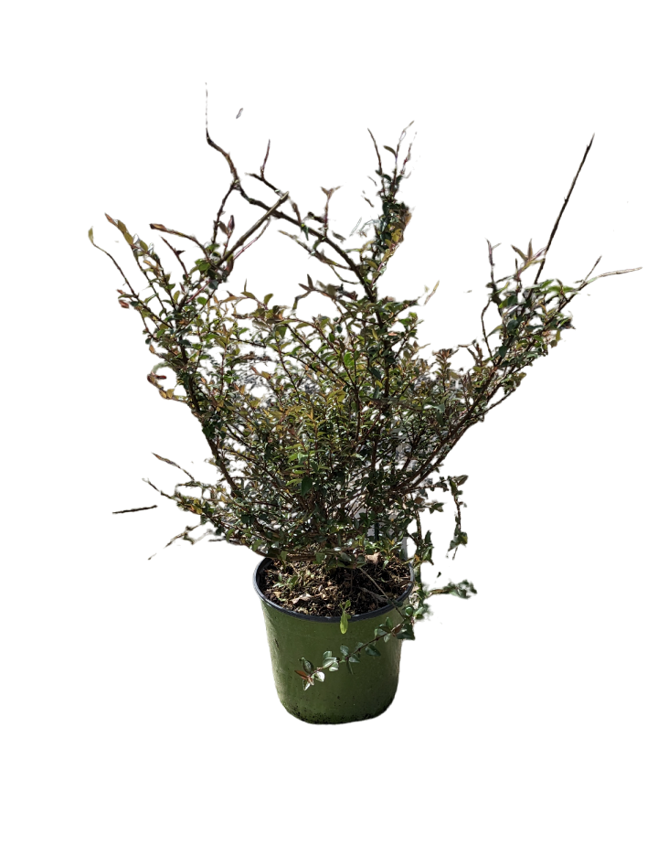 Lonicera Purple