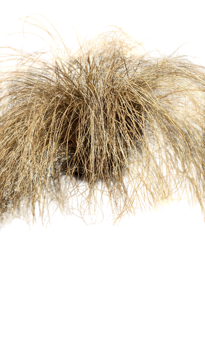 Carex - immagine 2