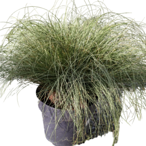 Carex