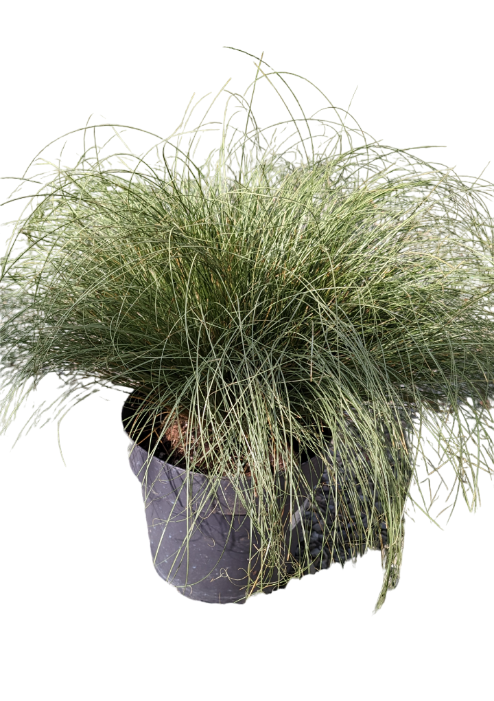 Carex
