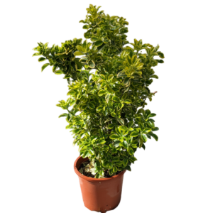 Evonimo aurea