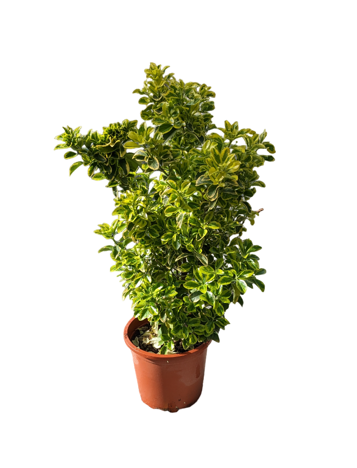 Evonimo aurea