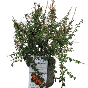 Cotoneaster horizontalis e radicans