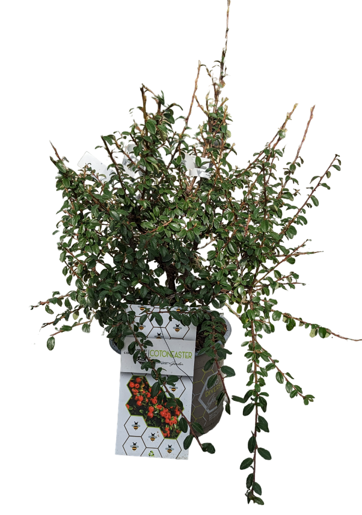 Cotoneaster horizontalis e radicans