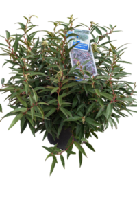 Leucothoe Keiskei