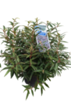 Leucothoe Keiskei