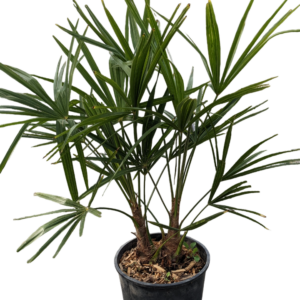 Chamaerops Excelsa o Palma