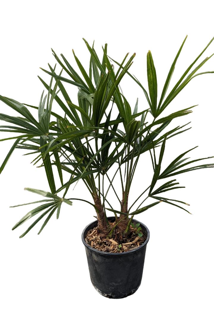 Chamaerops Excelsa o Palma