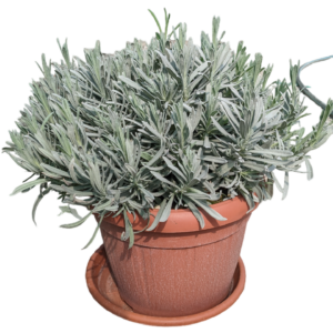 Lavanda