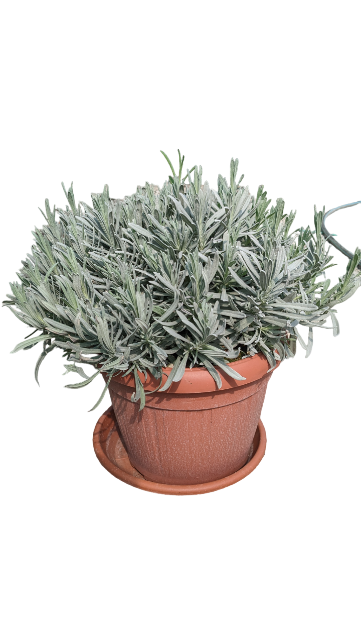 Lavanda