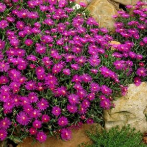 delosperma cooperi