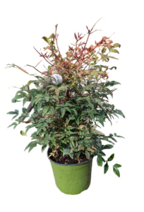 nandina domestica