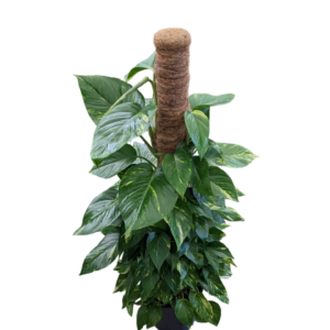 Pianta d'appartamento Pothos Aureus in vaso nero, foglie verdi con venature dorate