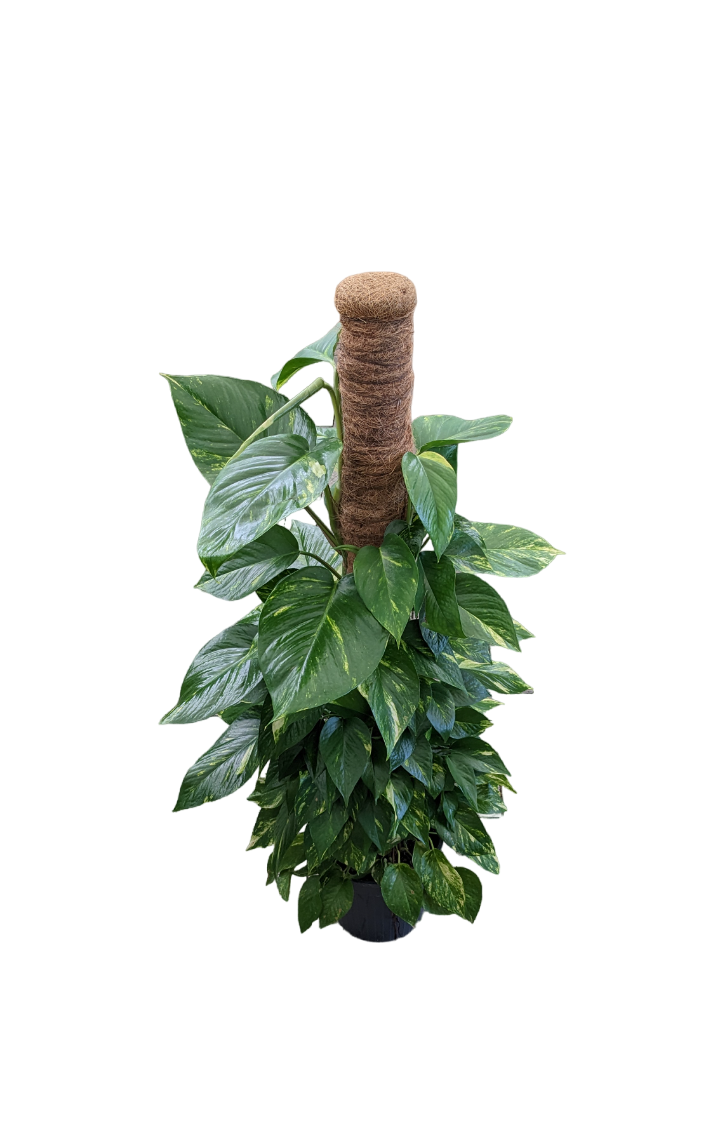 Pianta d'appartamento Pothos Aureus in vaso nero, foglie verdi con venature dorate