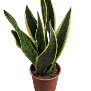 sanseveria trifasciata
