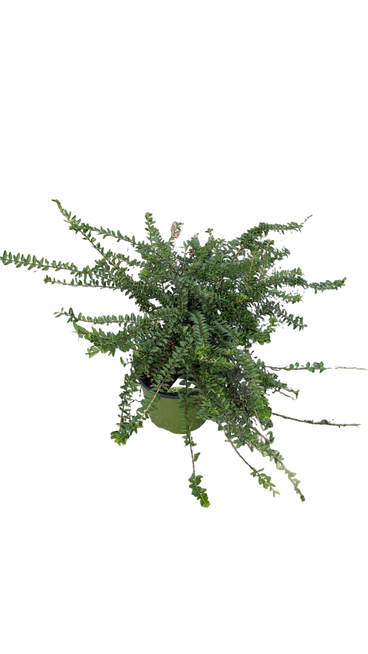 Lonicera Maigrun
