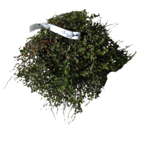 Muehlenbeckia Complexa