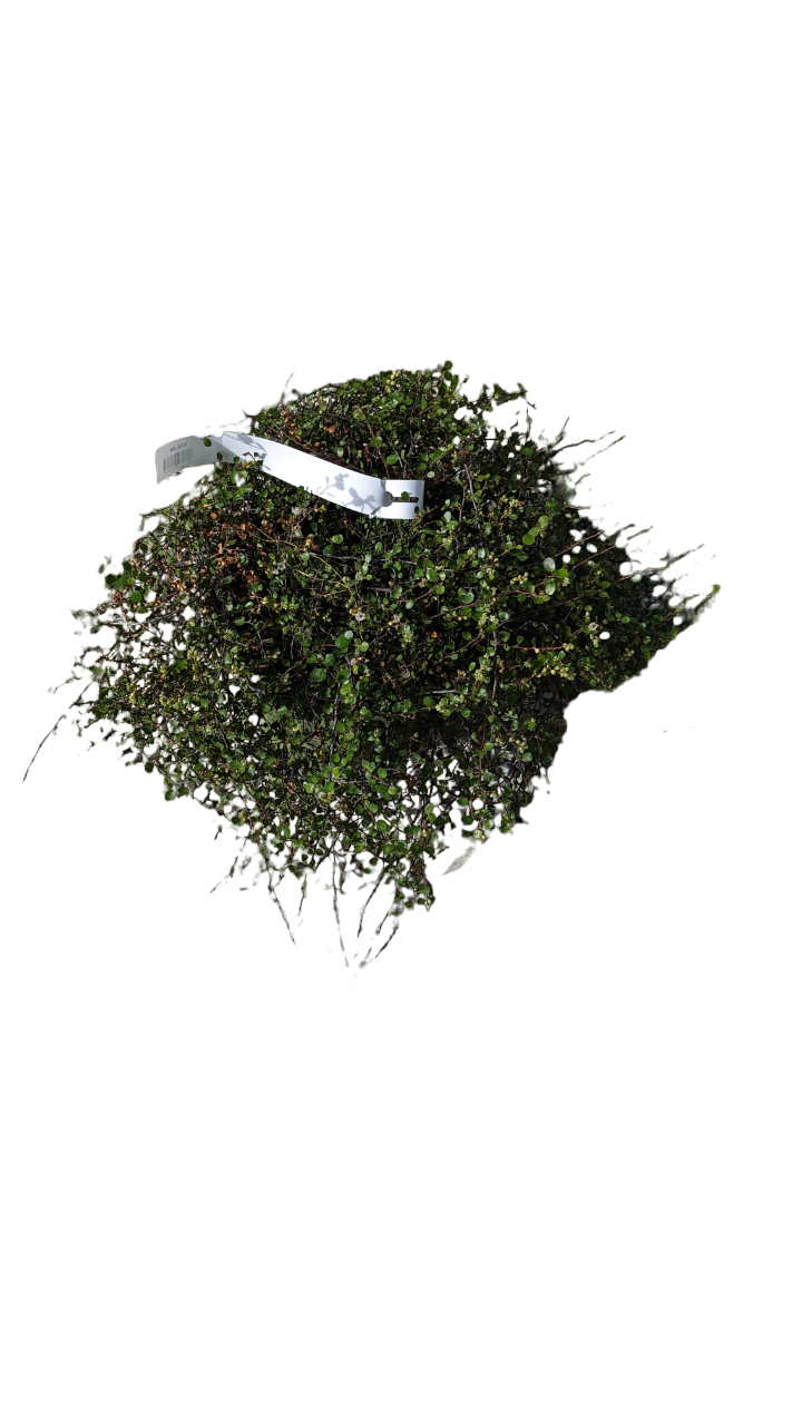Muehlenbeckia Complexa