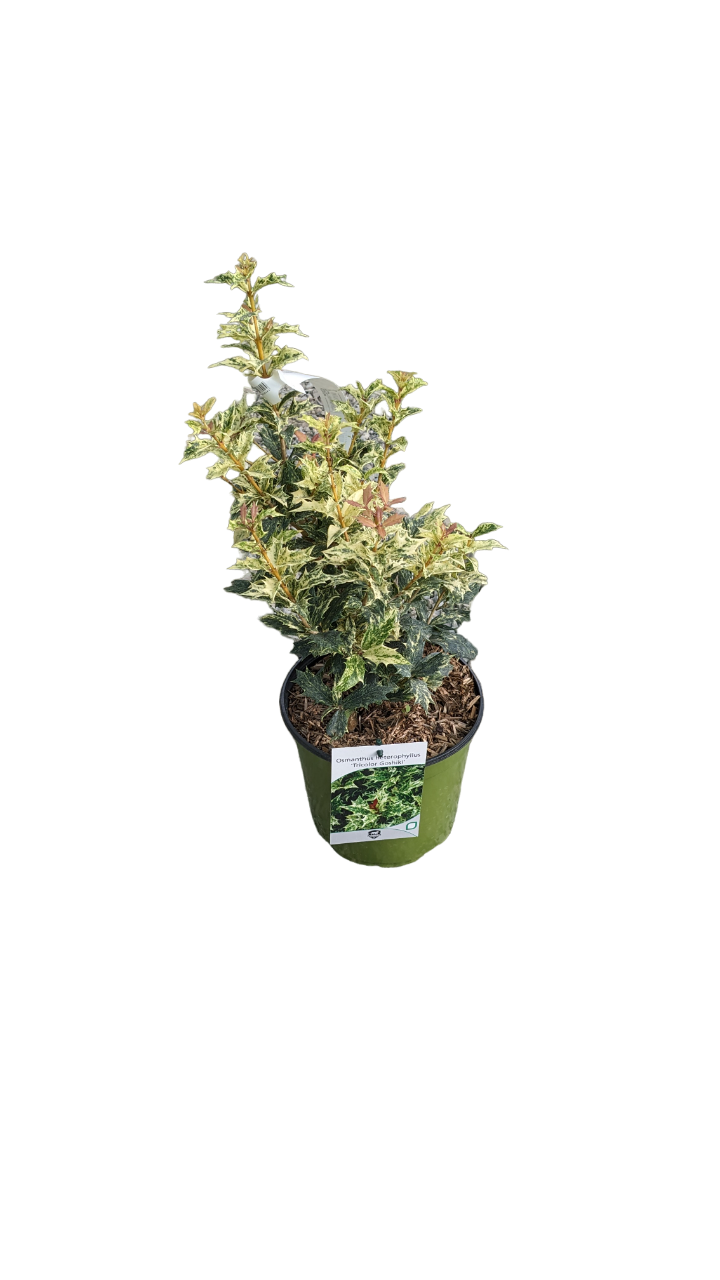 Osmanto (Osmanthus Tricolor)