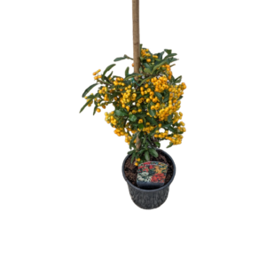 Pyracantha per siepi