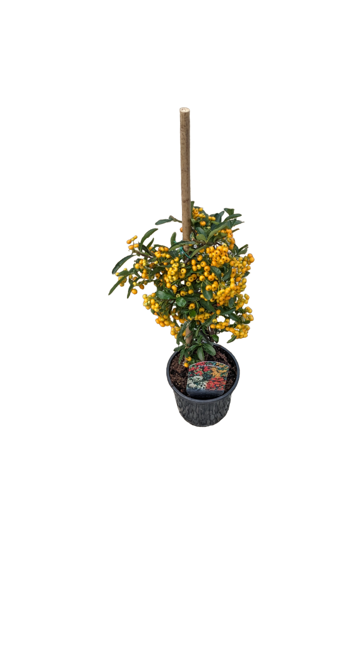 Pyracantha per siepi