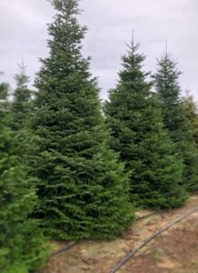 Alberi di natale veri a carpi e provincia di Modena