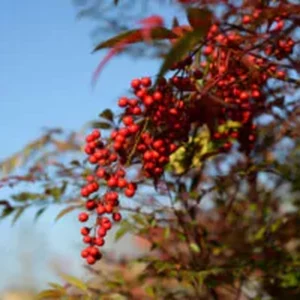 Piante da esterno per sole e ombra