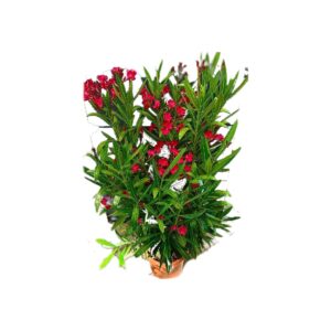 Oleandro in fiore
