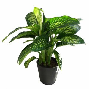 Dieffembachia tropic snow