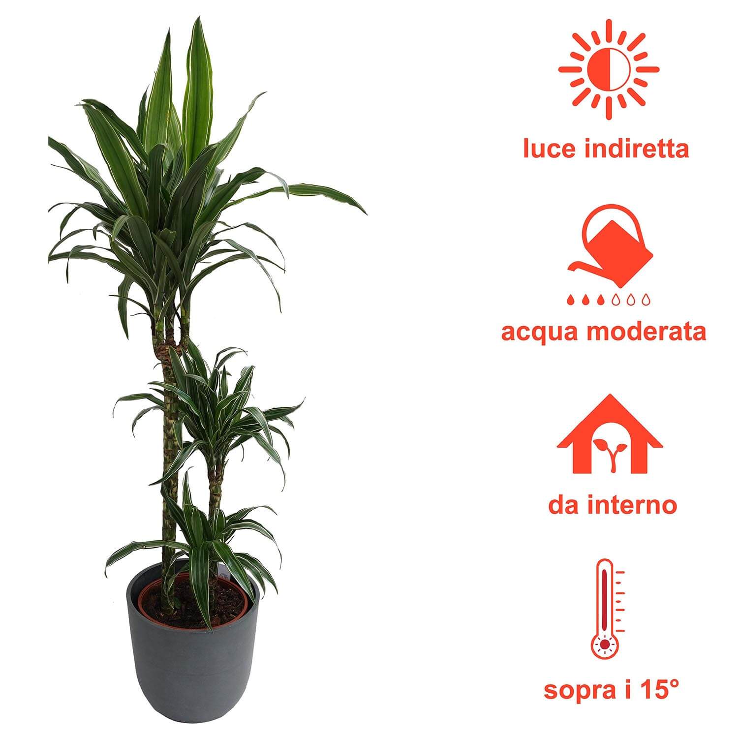 Dracena - immagine 5