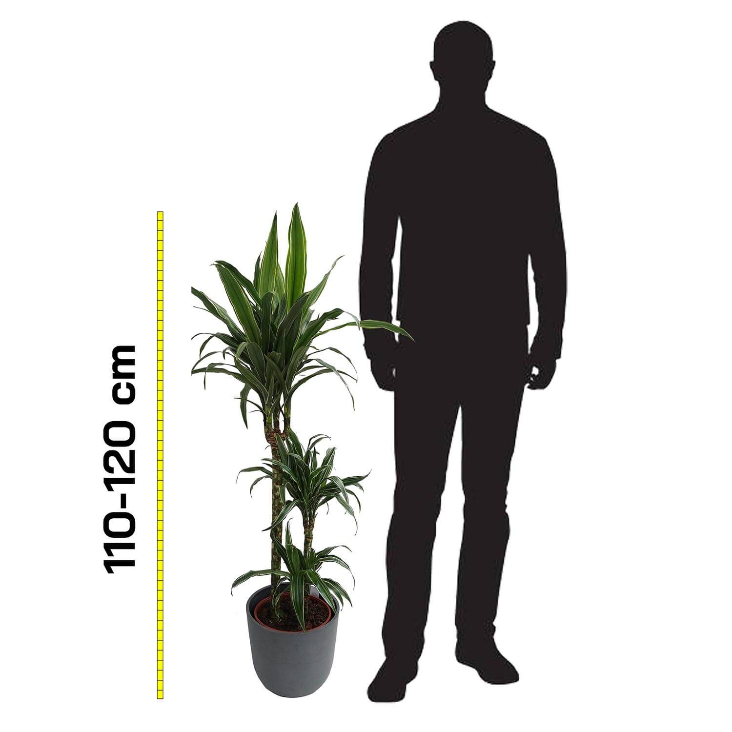 Dracena - immagine 4