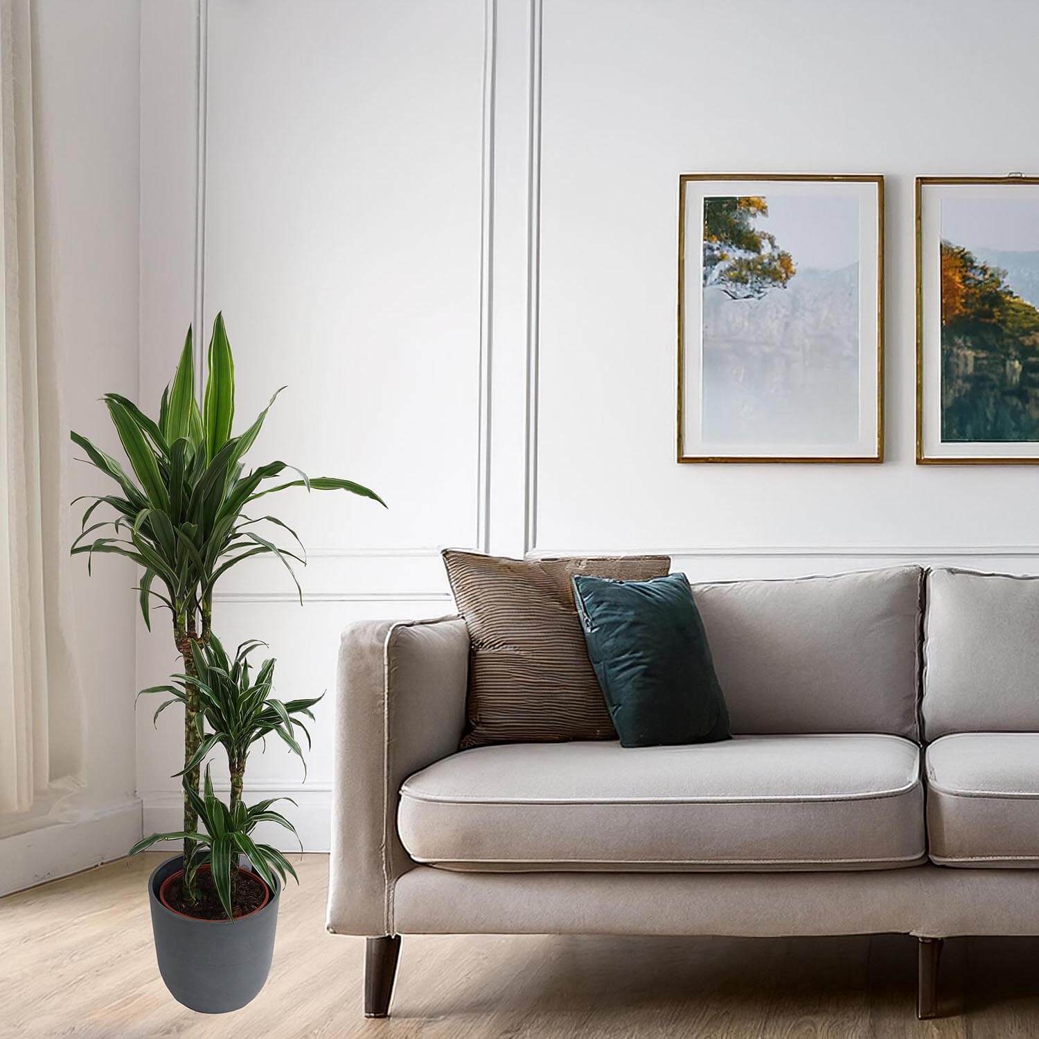 Dracena - immagine 6