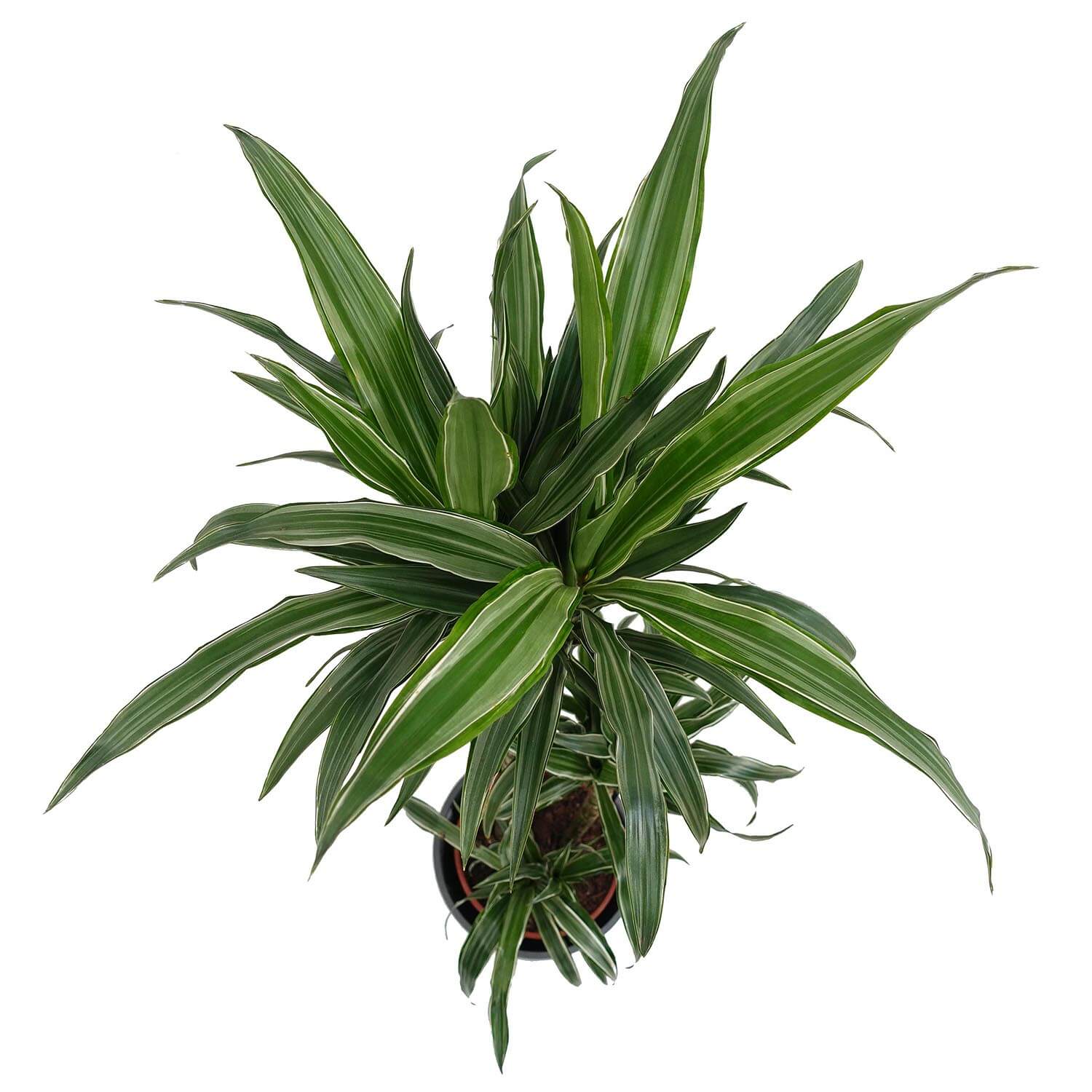 Dracena - immagine 2