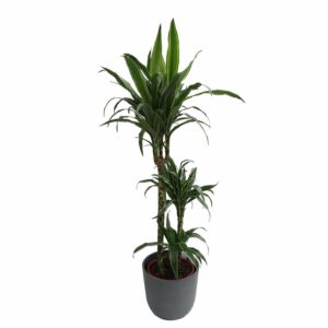 Dracena