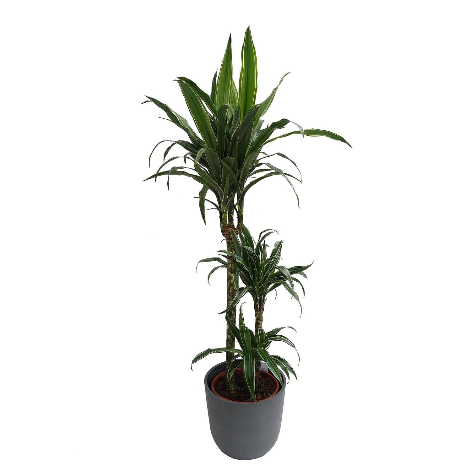 Dracena