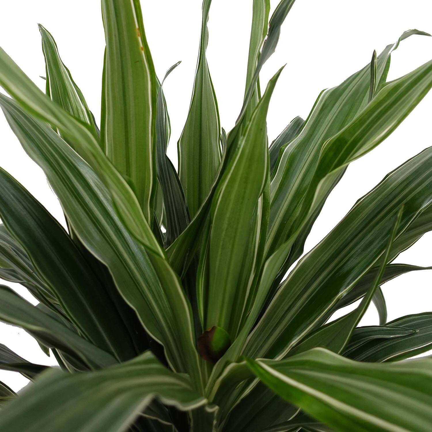 Dracena - immagine 3