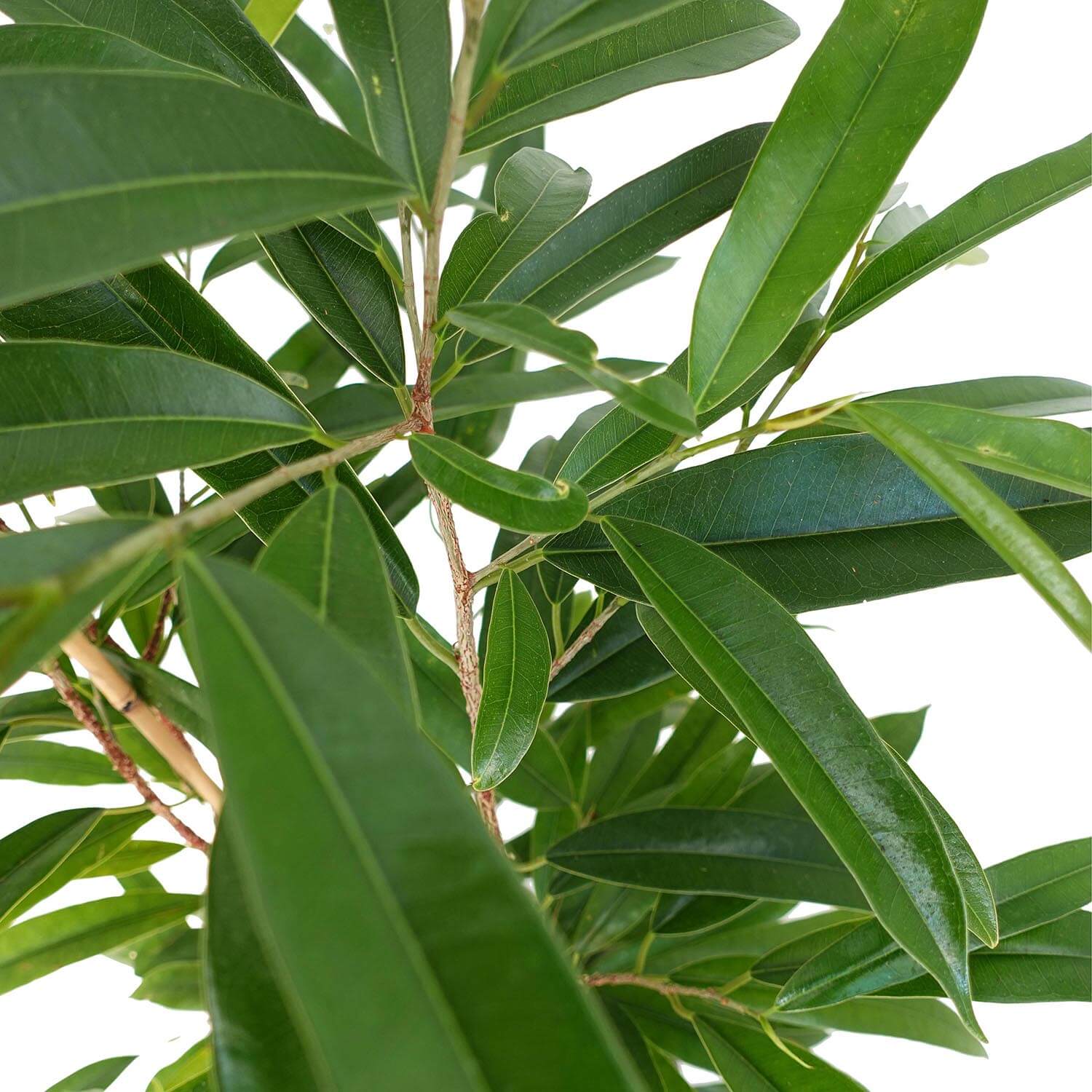 Ficus Amstel King - immagine 5