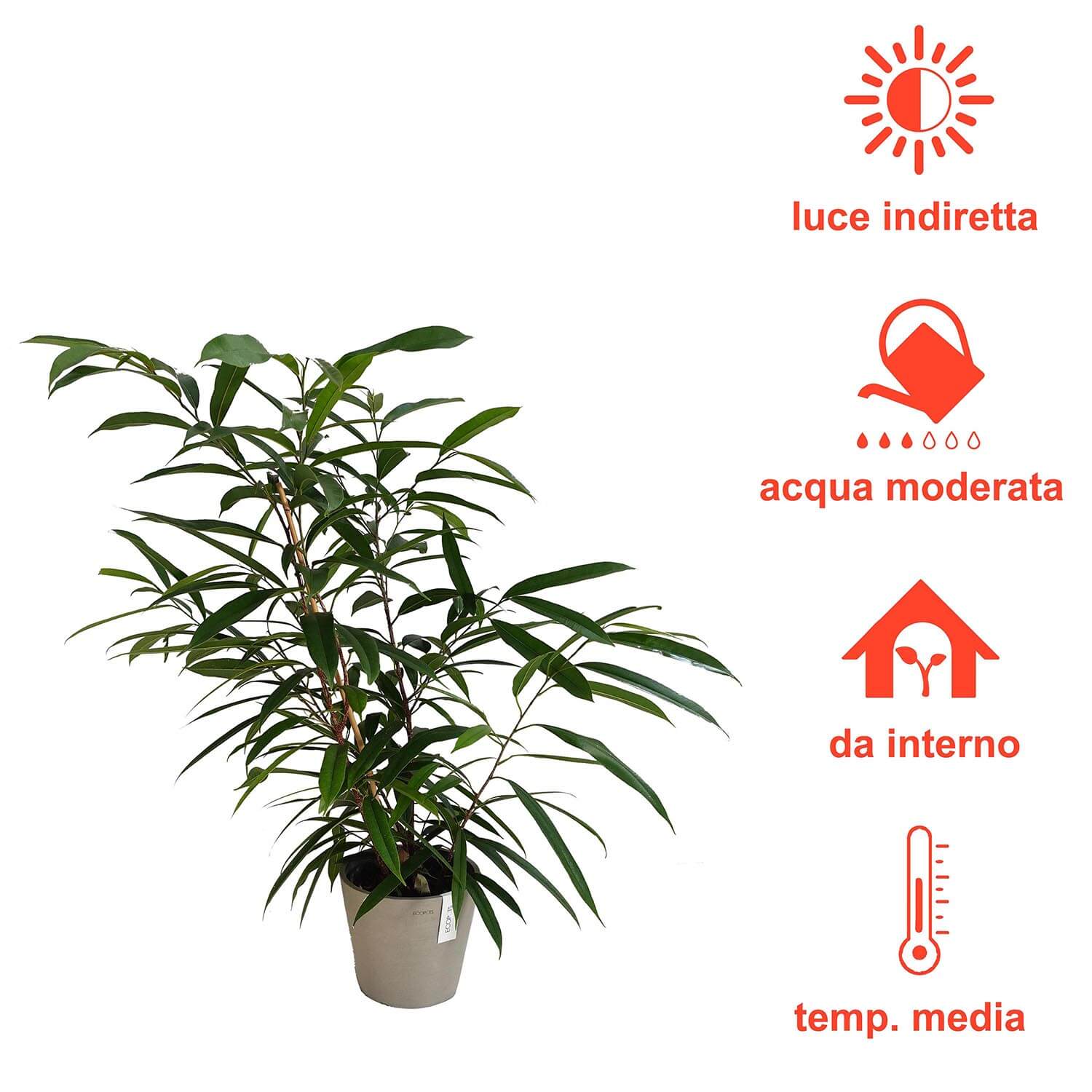 Ficus Amstel King - immagine 6