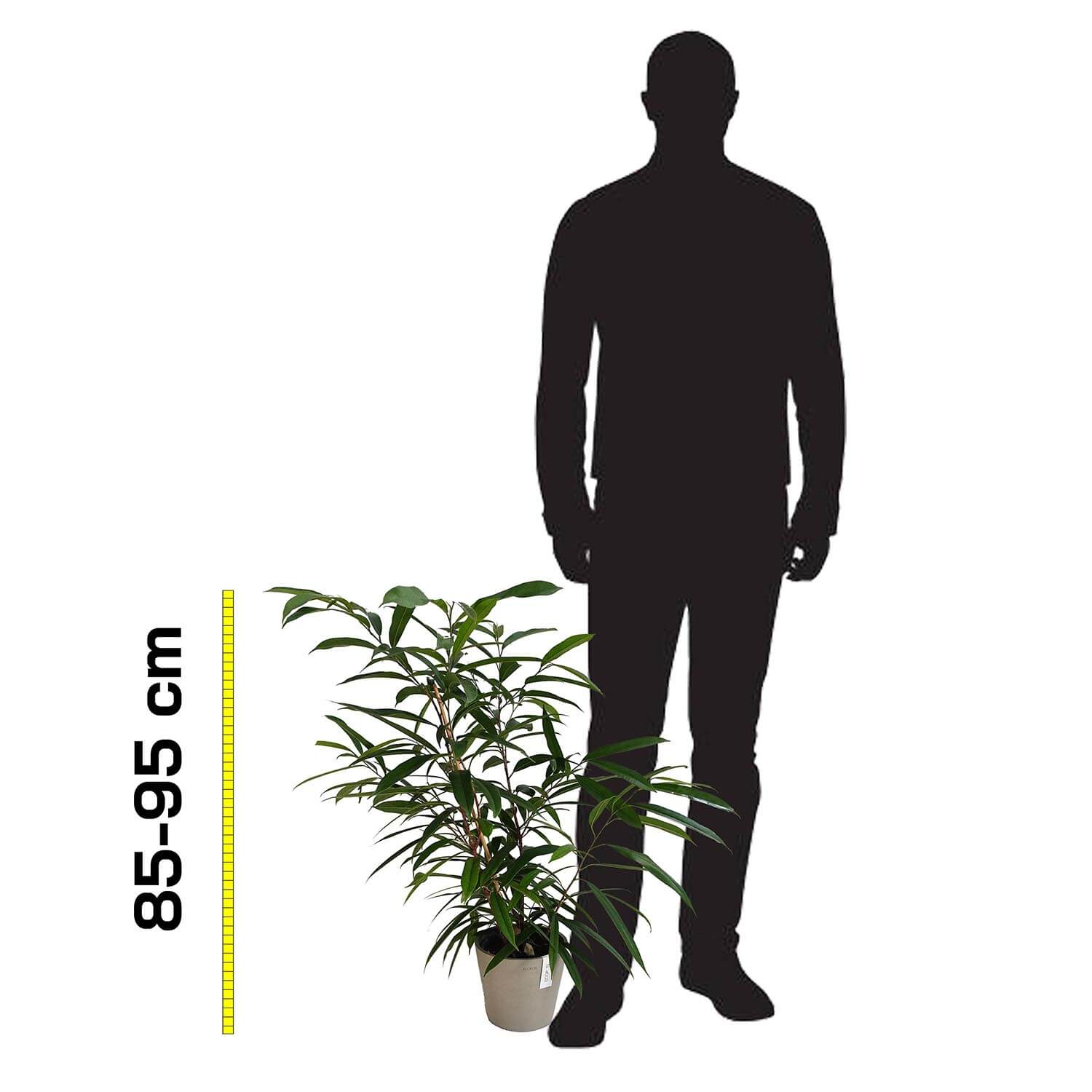 Ficus Amstel King - immagine 7