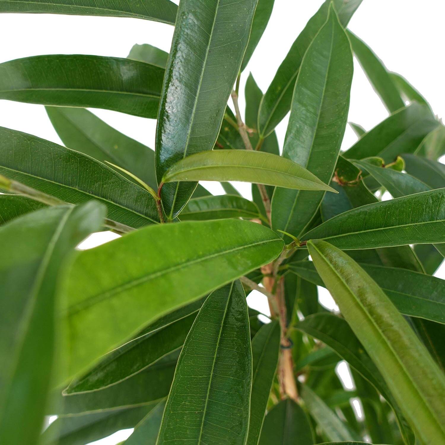 Ficus Amstel King - immagine 2